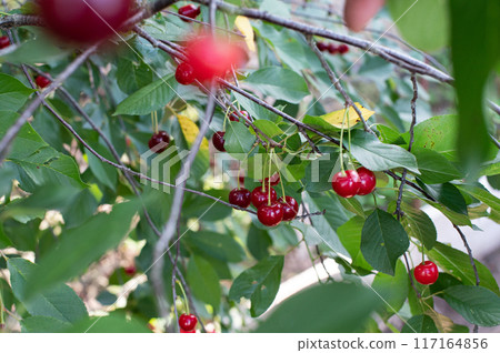 Ripe Cherries Hanging on Branch in Orchard 117164856