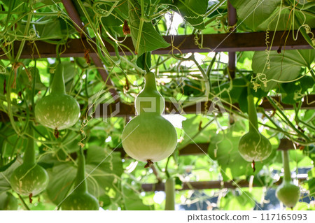 Gourd Gourd 117165093