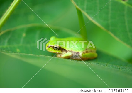 A tree frog relaxing in a box-like position on a leaf A tree frog relaxing in a box-like position on a leaf 117165155