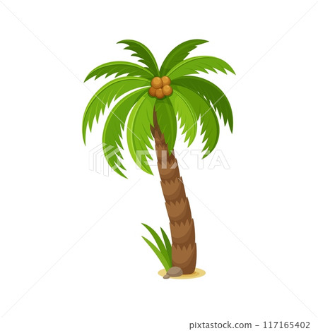 Palm tree with coconuts, cartoon jungle leaf plant for summer beach, vector icon. Tropical coco tree or coconut palm with green leaves and nuts for Hawaii vacation or exotic island jungle forest Palm tree with coconuts, cartoon jungle leaf plant for summer beach, vector icon. Tropical coco tree or coconut palm with green leaves and nuts for Hawaii vacation or exotic island jungle forest 117165402