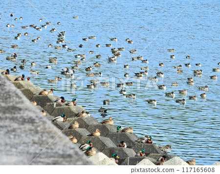 A flock of wild birds, pintails, flying to a waterside in winter 117165608