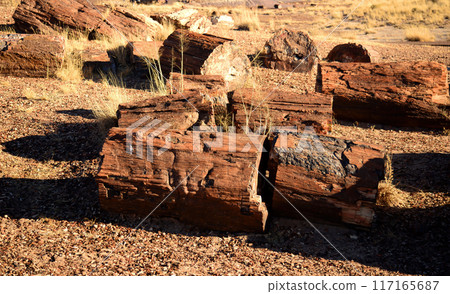Harsh Landscape Petrified Forest National Park Arizona 117165687