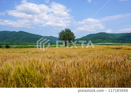 北海道富良野市某處的麥田景觀 北海道富良野市某處的麥田景觀 117165698