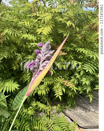 Purple flower on the background of green leaves in the garden near pond. 117165861