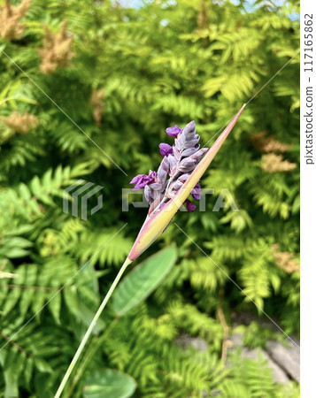 Purple flower on the background of green leaves in the garden near pond. Purple flower on the background of green leaves in the garden near pond. 117165862