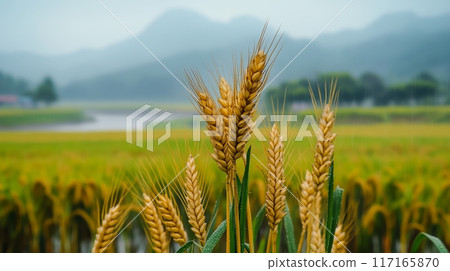 Golden grain heads stand tall and upright on the background of rice fields. Golden grain heads stand tall and upright on the background of rice fields. 117165870