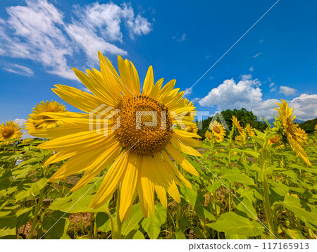 Blue sky, sunflower and bee Blue sky, sunflower and bee 117165913