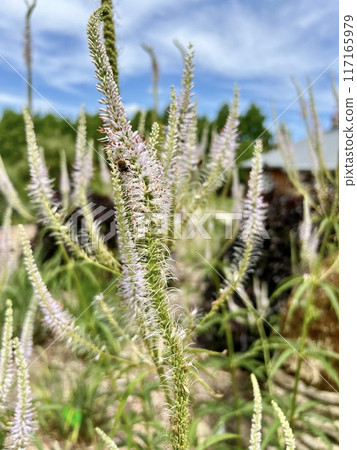 Close-up of a grass flower in a field on a sunny day. Plants in the garden with blue sky and white clouds in the background Close-up of a grass flower in a field on a sunny day. Plants in the garden with blue sky and white clouds in the background 117165979