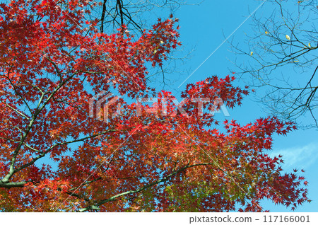 Autumn leaves of Setagaya Park 117166001