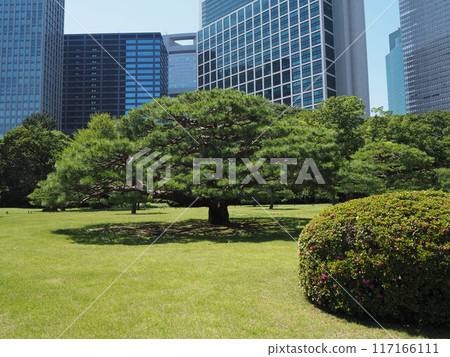 濱離宮恩賜庭園中的一棵大松樹和背景中的汐留建築 濱離宮恩賜庭園中的一棵大松樹和背景中的汐留建築 117166111