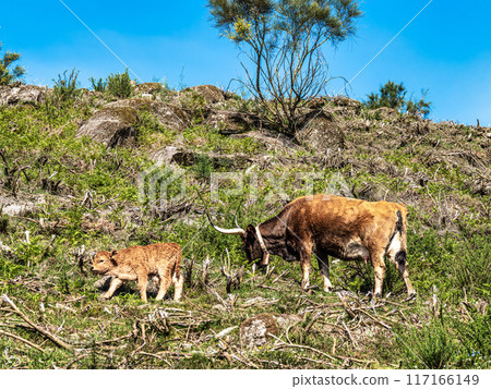 The Cachena cow in Nationalpark Peneda-Geres in North Portugal, a traditional Portuguese mountain cattle 117166149