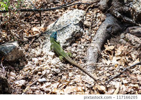An Iberian emerald lizard, Lacerta schreiberi at Lindoso, Peneda Geres in Portugal 117166205