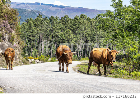 The Cachena cow in Nationalpark Peneda-Geres in North Portugal, a traditional Portuguese mountain cattle The Cachena cow in Nationalpark Peneda-Geres in North Portugal, a traditional Portuguese mountain cattle 117166232