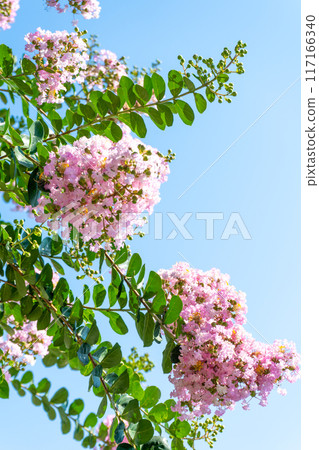 Crape myrtle flowers in the blue sky Crape myrtle flowers in the blue sky 117166340
