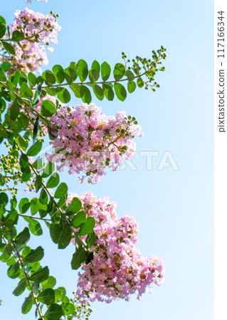在藍天的縐綢加州桂花 在藍天的縐綢加州桂花 117166344