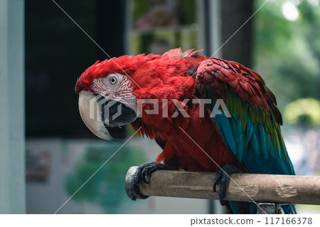 Curious, red macaw parrot in the park, sitting on a branch 117166378