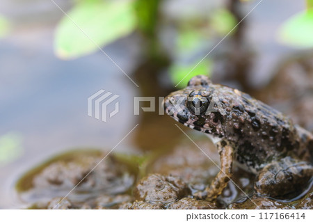 水邊的棉花蛙，特寫面向左 117166414