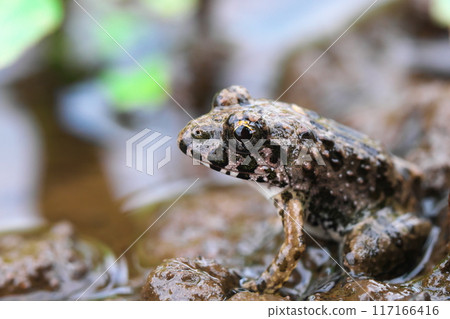 水邊的棉花蛙，特寫面向左 117166416