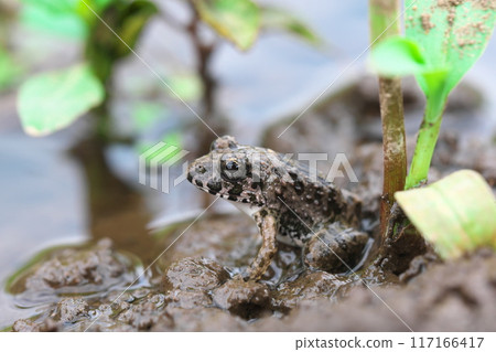 水邊的棉花蛙，特寫面向左 117166417