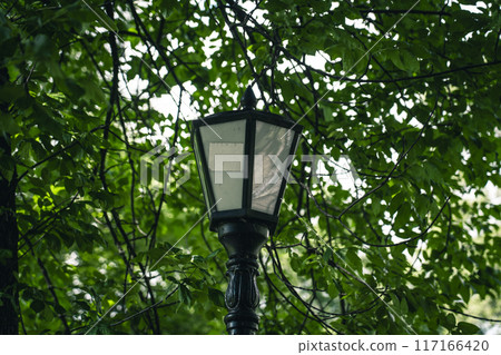 A street lamp among the dense trees in the park 117166420