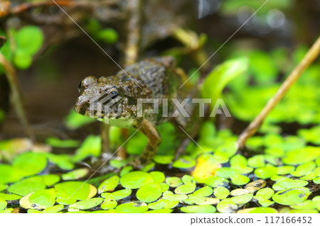 水生植物上的棉花蛙 117166452
