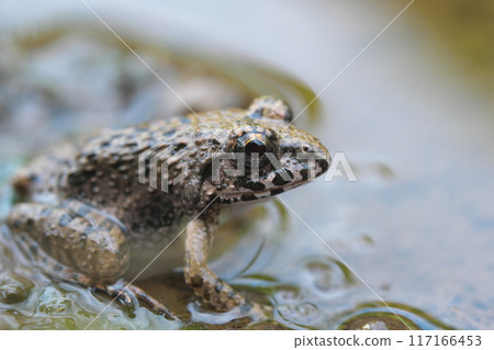 水邊的棉花蛙，特寫面向右側 117166453