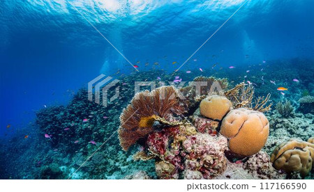 Blue sea, coral and sun 117166590