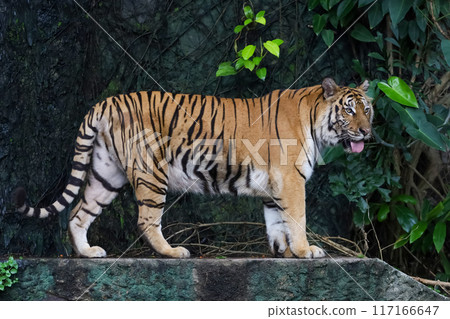 Close up bengal tiger is beautiful animal and dangerous in forest Close up bengal tiger is beautiful animal and dangerous in forest 117166647
