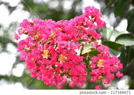 Crape myb (crape myrtle) 117166671