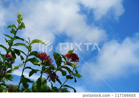 Red flowers that stand out against the blue sky of Okinawa 117166688