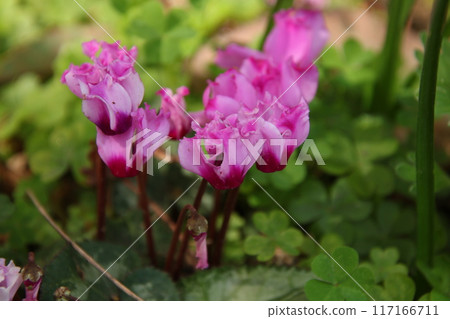 Pink cyclamen Pink cyclamen 117166711