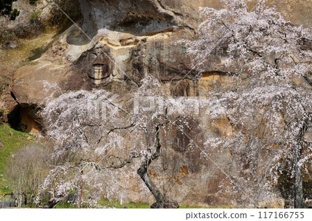 The northernmost cliff-carved Buddha and cherry blossoms in full bloom The northernmost cliff-carved Buddha and cherry blossoms in full bloom 117166755