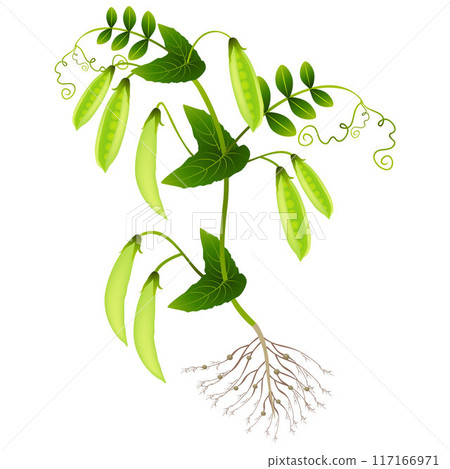 Plant of peas with pods on a white background. 117166971
