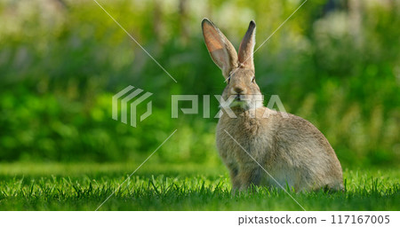 A cute rabbit sits on a lush green meadow, its soft fur and long ears creating a charming portrait of this adorable animal in its natural environment. 117167005