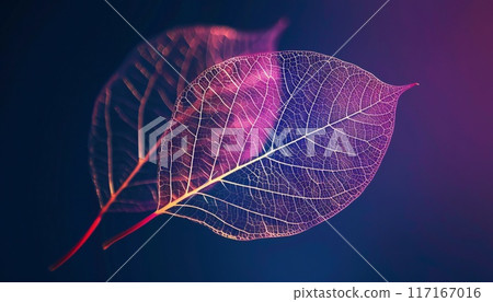 A vivid image of the skeletal structure of a leaf 117167016
