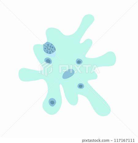 Vector isolated illustration of amoeba proteus on a white background. Studying the structure of an amoeba. 117167111