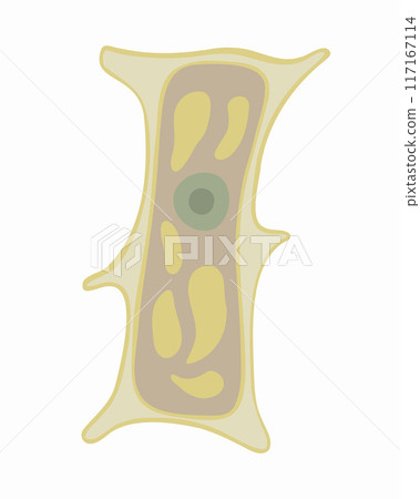Vector isolated illustration of onion scale plant cell under a microscope. The structure of a plant cell. Vector isolated illustration of onion scale plant cell under a microscope. The structure of a plant cell. 117167114