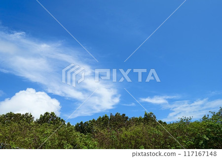 夏日藍天、白雲、綠樹 117167148