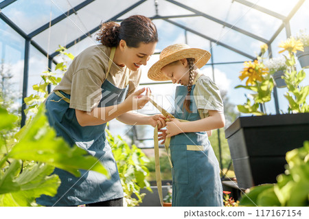 mother and daughter are gardening in the greenhouse mother and daughter are gardening in the greenhouse 117167154