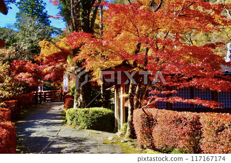 秋天的山本不動尊、錦州、楓樹(福島縣棚倉町) 秋天的山本不動尊、錦州、楓樹(福島縣棚倉町) 117167174
