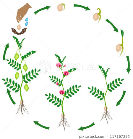 Cycle of growth of a chickpea plant on a white background. Cycle of growth of a chickpea plant on a white background. 117167225