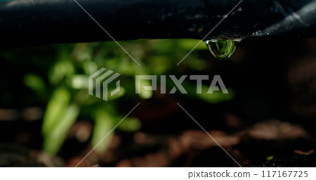 Close-up of a black irrigation pipe with a forming water droplet, set against a blurred background of green foliage. Close-up of a black irrigation pipe with a forming water droplet, set against a blurred background of green foliage. 117167725