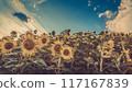 向日葵田 117167839