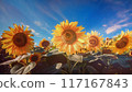 開花在夏天天空的向日葵 117167843