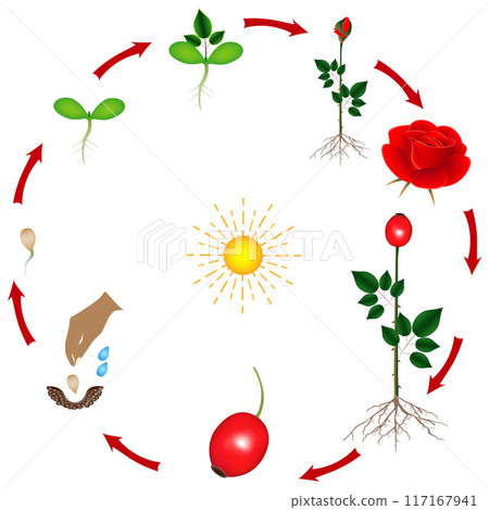 The life cycle of a rose plant on a white background. The life cycle of a rose plant on a white background. 117167941