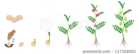 Cycle of growth of a chickpea plant isolated on a white background. 117168003