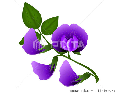 Soybean flowers with leaves isolated on white background. 117168074