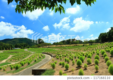 [Kagawa Prefecture] Sanuki Manno National Park (fresh green kochia) 117168110