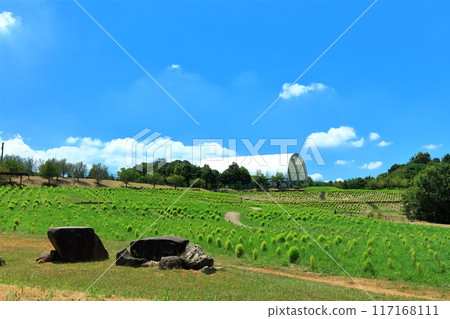 [Kagawa Prefecture] Sanuki Manno National Park (fresh green kochia) 117168111