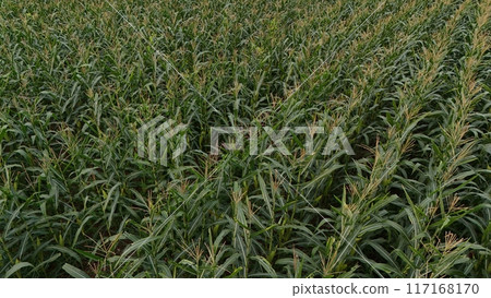 Corn field of green corn stalks and tassels, aerial drone photo above corn plants. High quality photo Corn field of green corn stalks and tassels, aerial drone photo above corn plants. High quality photo 117168170